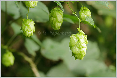 Hopfen-Zapfen (f)