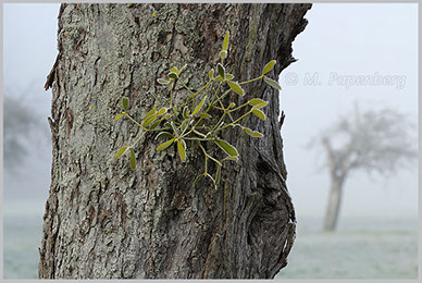 Mistel am Apfelbaum, Raureif (f)