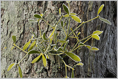 Mistel auf Apfelbaum (f)