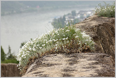 Filziges Hornkraut, Mauer der Marksburg, Rhein