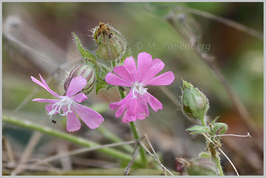 Rote Lichtnelke, Blüten und Knospen (f)