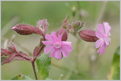 Rote Lichtnelke (f)