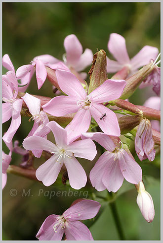 Seifenkraut-Blüten (f)