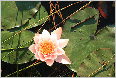 Seerose in einem Heideweiher