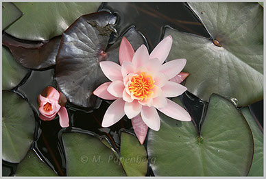 Seerose im Gartenteich