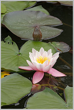 Seerose im Parkteich