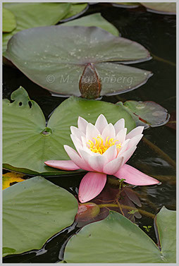 Seerose im Parkteich