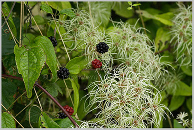 Waldrebe in der Hecke (f)