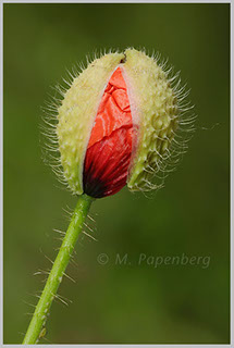 Saat-Mohn