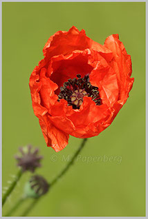 Saat-Mohn (f)