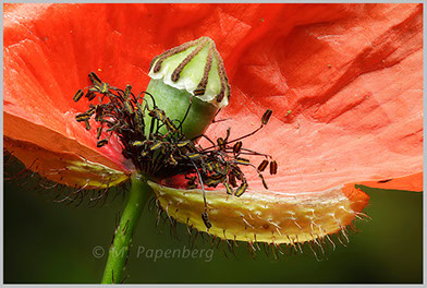 Saat-Mohn (f)