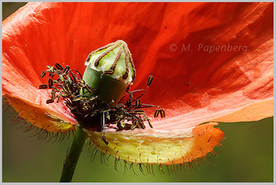 Saat-Mohn, frisch entfaltet (f)