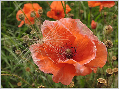 Saat-Mohn 