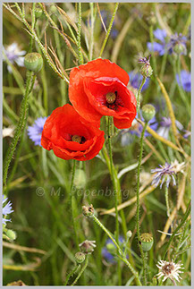 Saat-Mohn 