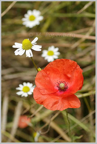 Saat-Mohn mit Kamille