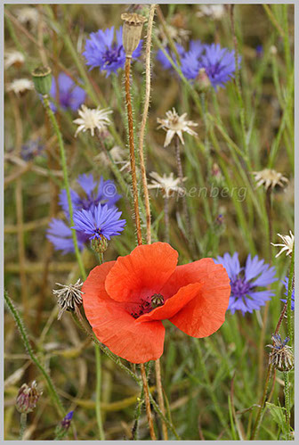 Saat-Mohn und Kornblumen