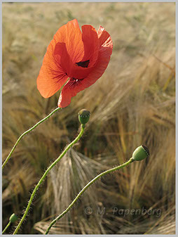 Saat-Mohn im Gerstenfeld