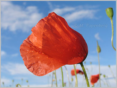 Klatsch-Mohn