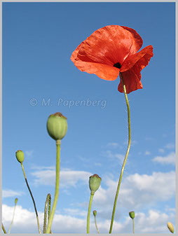 Klatsch-Mohn