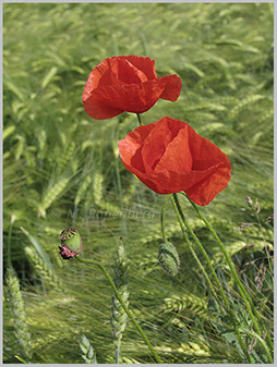 Klatsch-Mohn