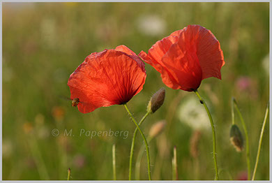 Klatsch-Mohn