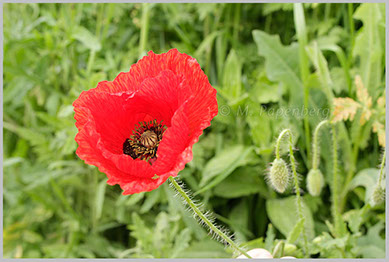 Klatsch-Mohn