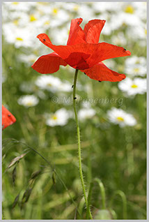 Klatsch-Mohn vor Margeriten