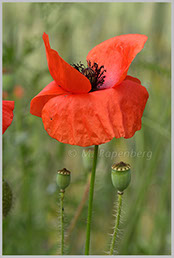 Klatsch-Mohn (f)