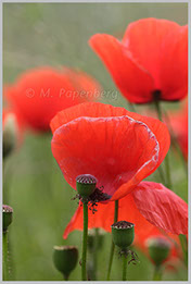 Klatsch-Mohn (f)