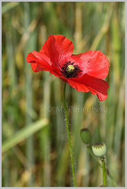 Klatsch-Mohn (f)