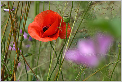 Klatsch-Mohn im Kornfeld