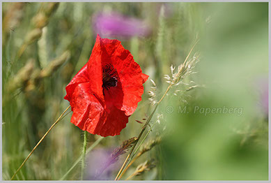 Mohn-Blüte