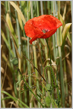 Mohn im Getreide