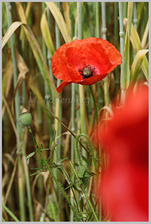 Mohn