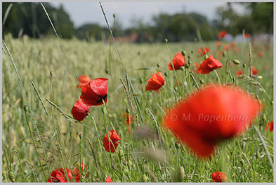 Klatsch-Mohn am Felrand