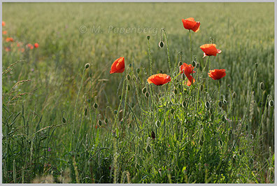 Klatsch-Mohn am Getreidefeld