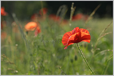 Mohn