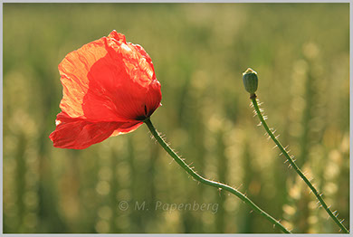 Klatschmohn