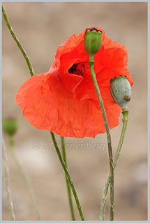 Sand-Mohn