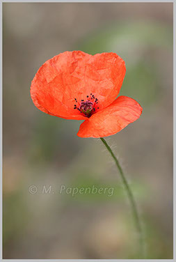 der zierliche Sand-Mohn