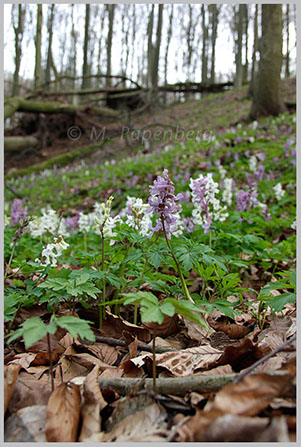 Lerchensporn-Blüten