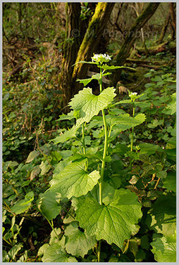 Knoblauchrauke