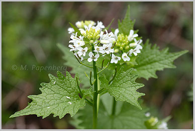 Knoblauchrauke (f)