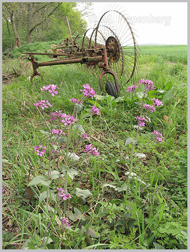 Silberblatt am Feldrand