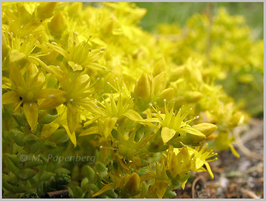 Gelber Mauerpfeffer; sedum acre  