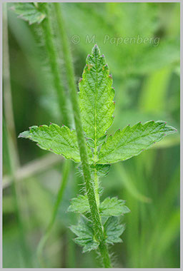 Kleiner Odermennig, Blatt