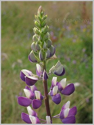 Lupine