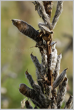 Lupine, Schoten (f)