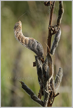 wilde Lupine, reife Schoten (f)