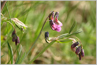 Schwarzwerdende Platterbse